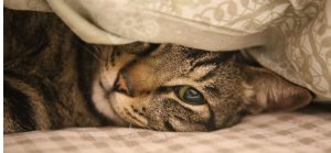 test blog