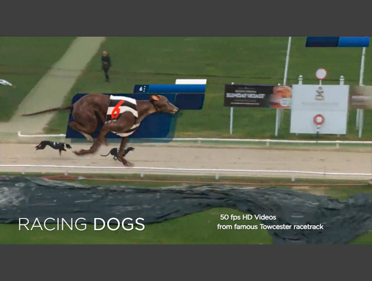 RACING DOGS by Virtual Gaming